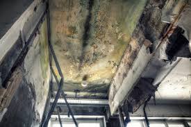 Asbestos and Lead Testing During Mold Inspection in Barneveld, WI